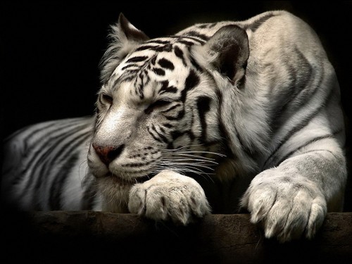 3D Wallpaper of Tiger