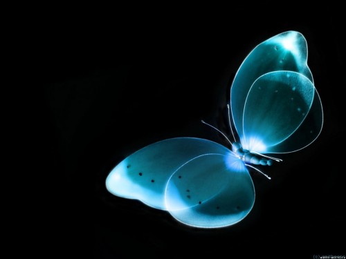 BlueButterflyBlackDesktopWallpaper_2.jpg