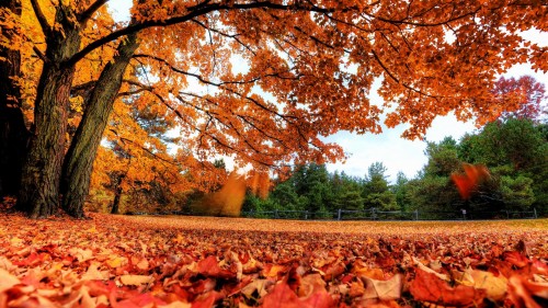 Autumn maple tree 1920x1080 wallpaper 11196