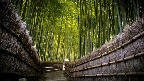 bamboo-fence-1920x1080-wallpaper-9008.jpg