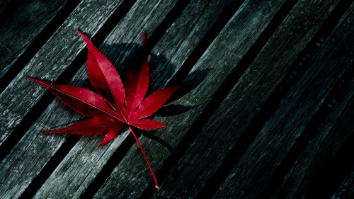 red-fallen-leaf-1920x1080-wallpaper-2258.jpg