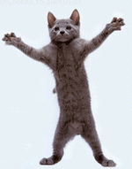 Dancing cat smiley emoticon
