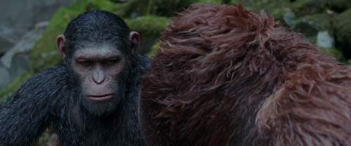 War for the Planet of the Apes 2017 1080p WEB DL x264 DD 5 (3)