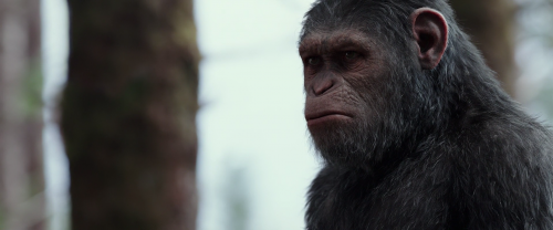 War for the Planet of the Apes 2017 1080p BRRip x264 DTS NextBit.mkv snapshot 00.28.18