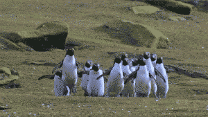 penguins0001