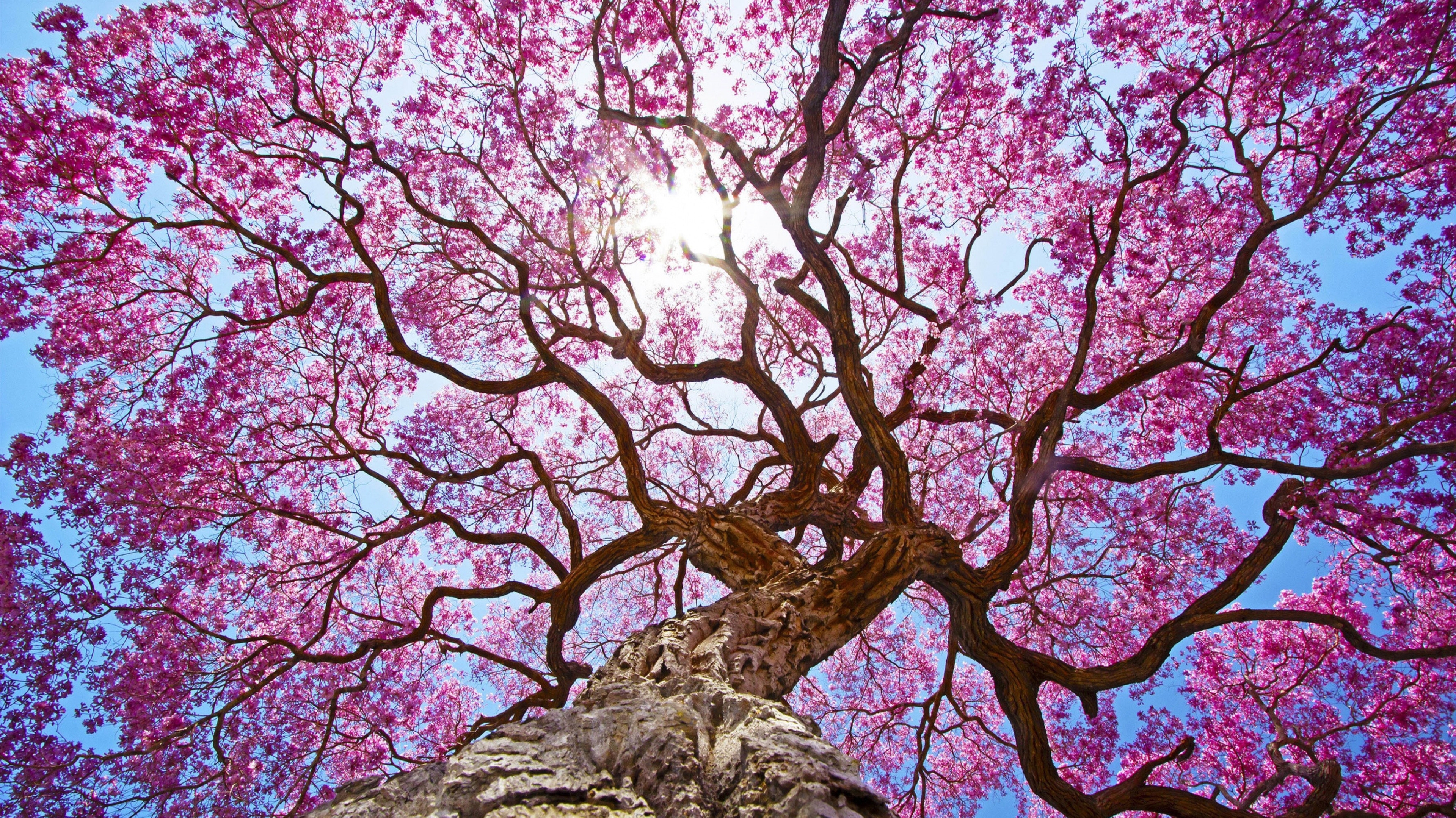 Розовое дерево без листьев. Черри блоссом дерево. Pink черри блоссом дерево деревья. Сакура черри блоссом дерево. Жакаранда.