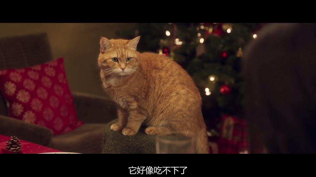 流浪猫鲍勃2迅雷下载