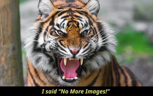 No more images