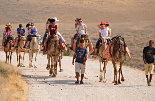 Negev Camel Ride