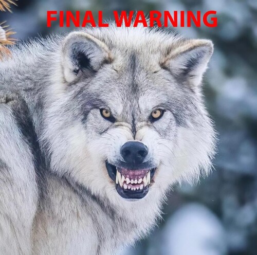 Final warning wolf