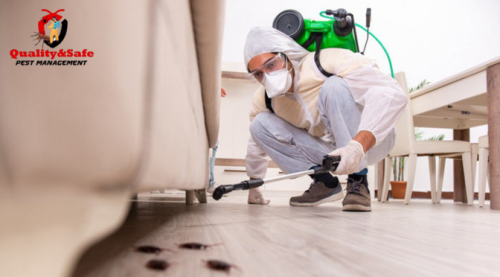 In this blog, we will study different eco-friendly pest removal methods you can use to keep your house pest-free without problems or harming the environment.

Read this post at https://rb.gy/ymtwah