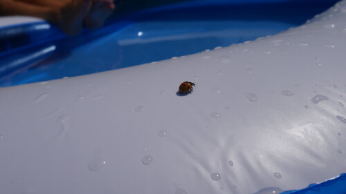 ladybird on pool